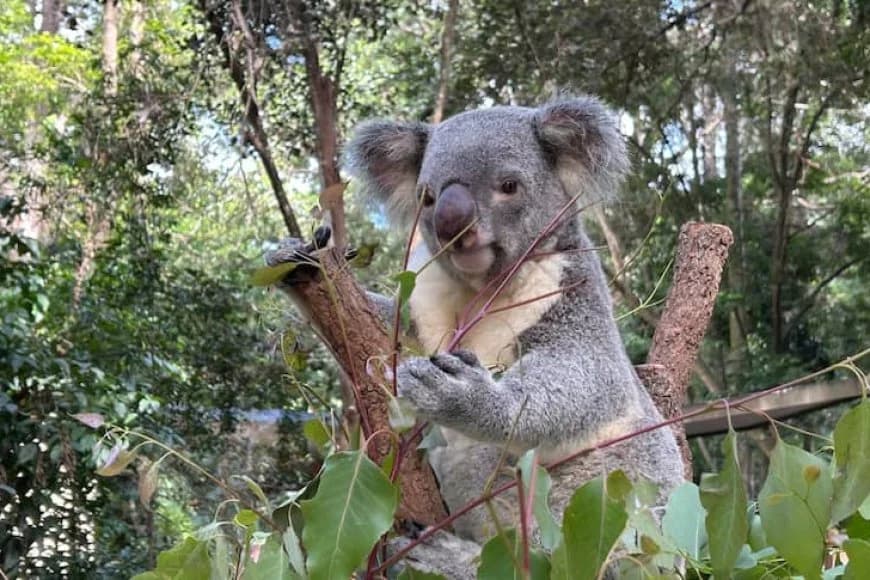 Brisbane: Koalas to be reintroduced in bushland