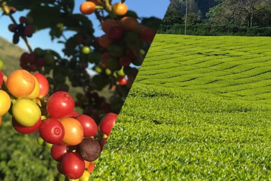 Rwanda earned $857 million from agricultural exports