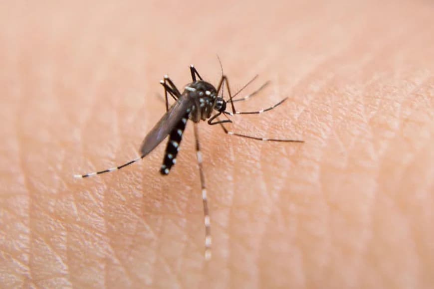 WA: People are warned after deadly virus has detected in mosquitos