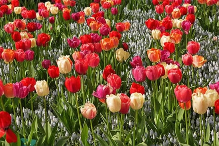 UK suspends 8% tariff on flowers exported from Rwanda