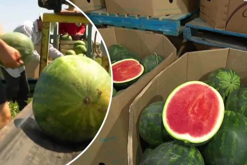 Australia: Urubuto rwa Watermelon ruragura arenga $36