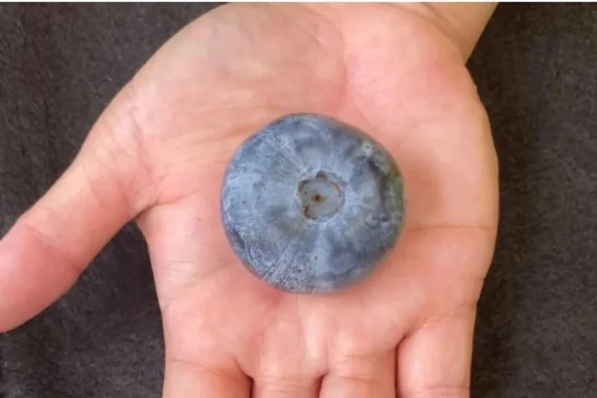 Australia breaks world’s record for growing heaviest blueberry