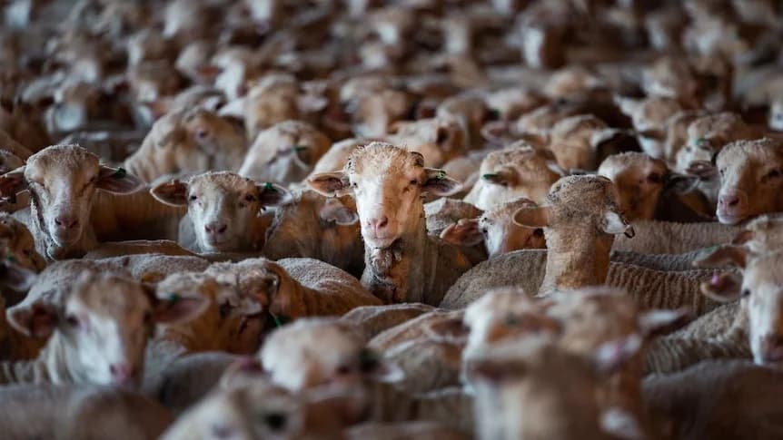 Protest in Perth: Thousands Rally Against 2028 Live Sheep Export Ban