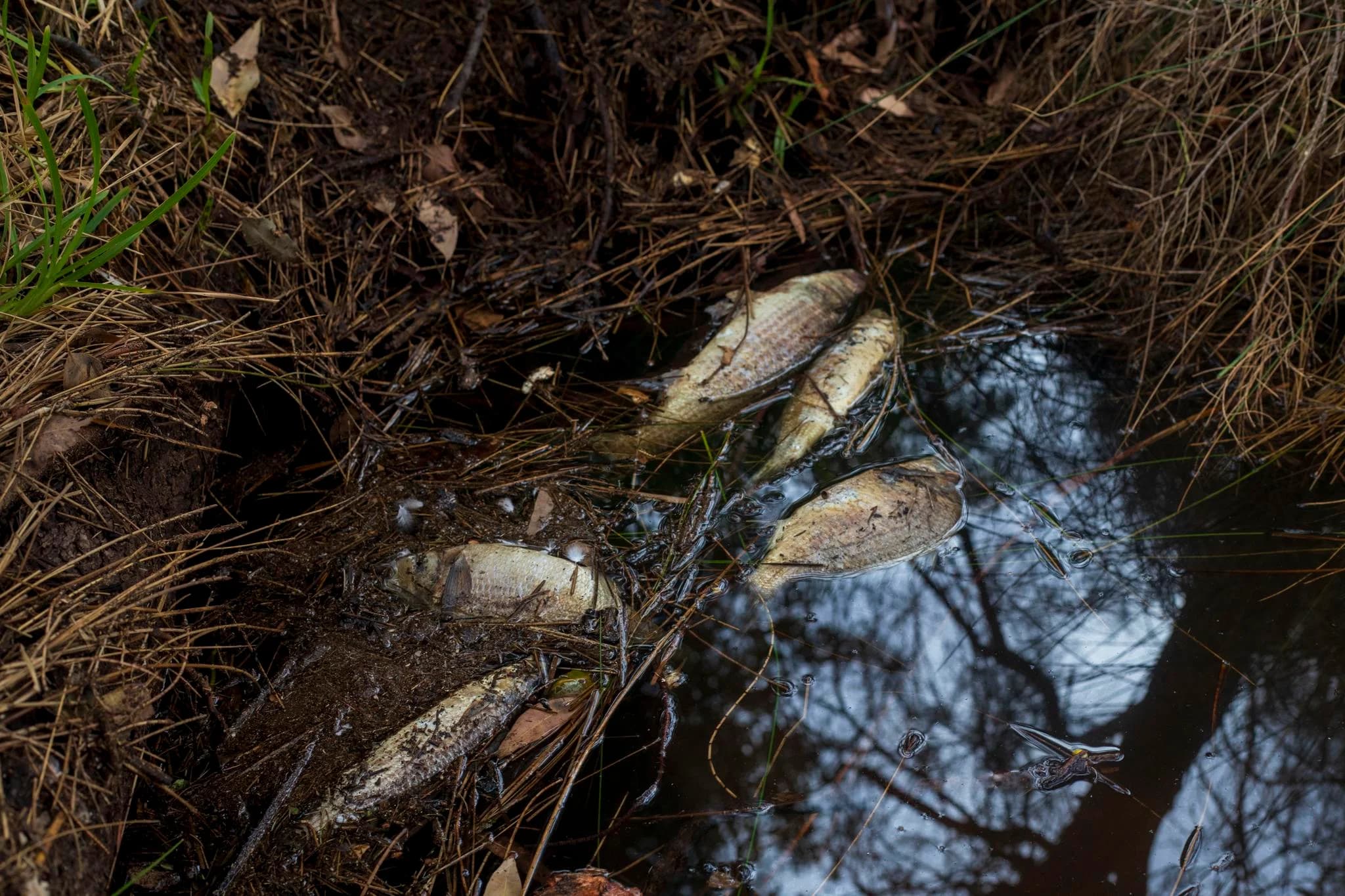 Fish wash up dead on Collie River's banks