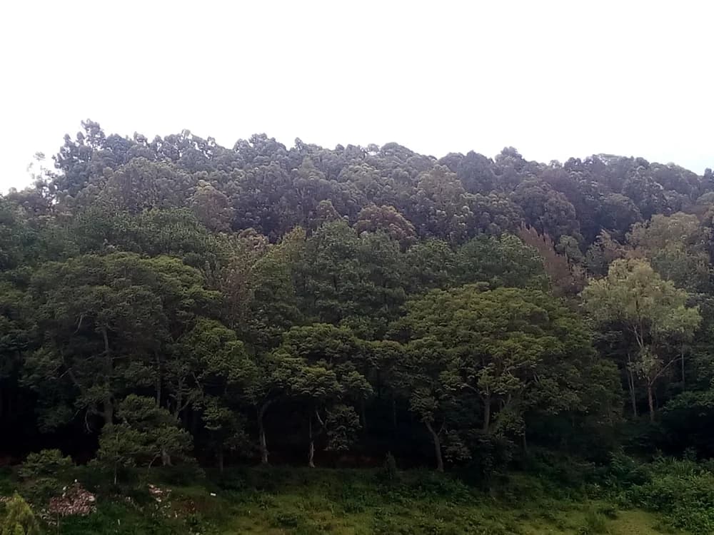 Planted in 1934! Interesting facts on Arboretum Forest in Huye District