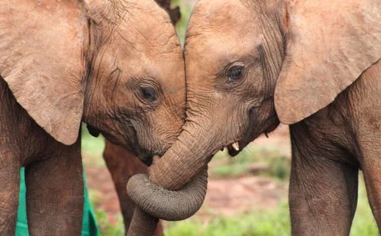 Elephants Call Each Other by Name: A Groundbreaking AI Discovery
