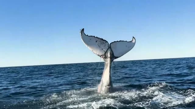 Humpback Whale Trapped in Net in Sydney Harbour: Rescue Efforts Halted, Community Expresses Concern