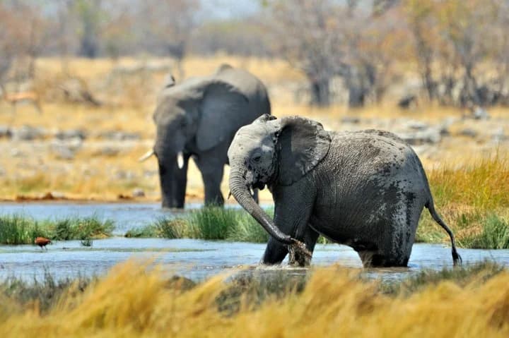 Namibia Faces Humanitarian Crisis as Drought Forces Culling of Over 700 Wild Animals