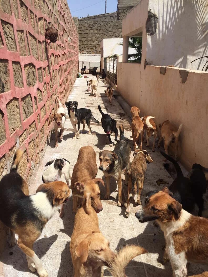 Morocco's Plan to Cull Three Million Stray Dogs Ahead of 2030 World Cup Sparks International Outcry