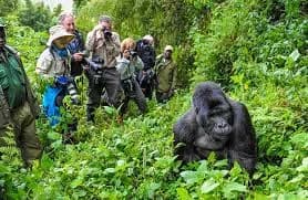 Rwanda’s tourism sector generates $647 million in 2024