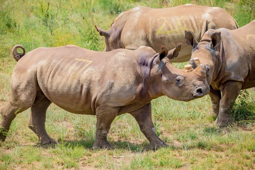 Rwanda to receive 70 white rhinos from South Africa