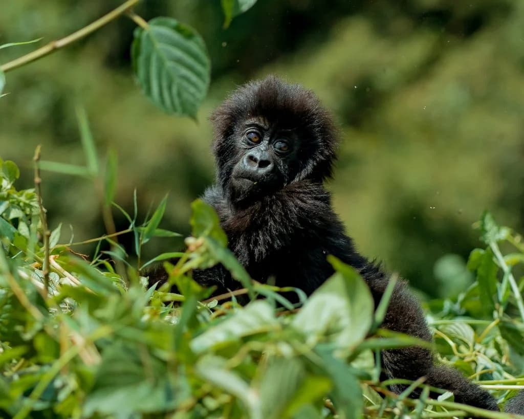 40 baby gorillas to be named at Kwita Izina 2025