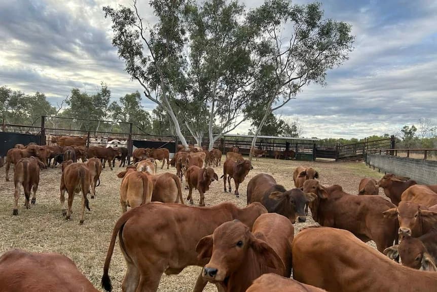 North Queensland Grazier Devastated by Rare Blackleg Outbreak That Killed 40 Cattle