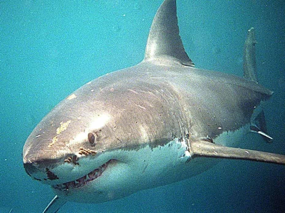 Australia’s Week of Breaking News: Shark Attack, Manhunt, and Diplomatic Strains