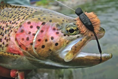 Mastering the Morrish Mouse - Fly Fisherman