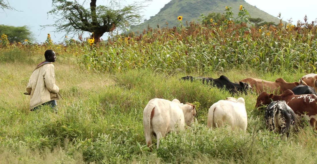 Over 30 killed in herders–farmers clash in Chad