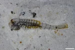 Scientists discover 91 new species that survived mass extinction 512 million years ago