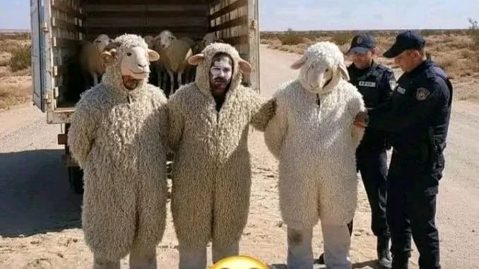 Bizarre border stunt: three men caught posing as sheep in Spain entry plot