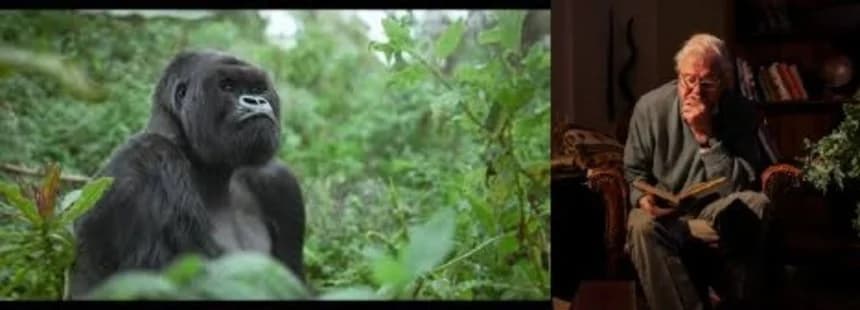 David Attenborough Returns to Rwanda in New Netflix Gorilla Documentary