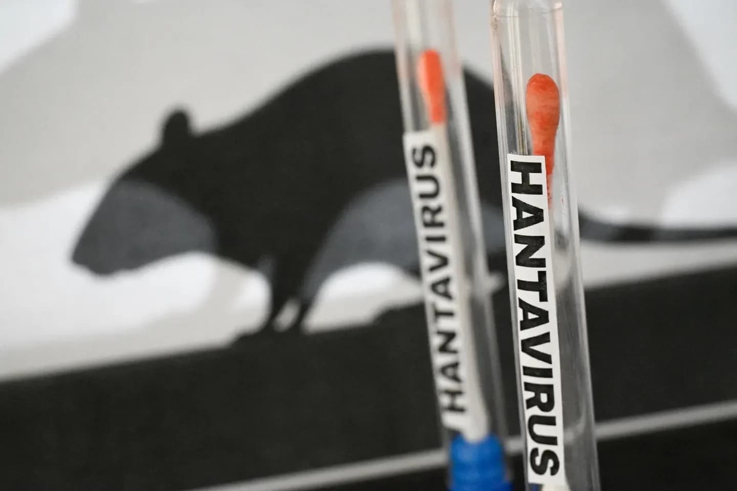 What is Hantavirus? Everything You Need to Know