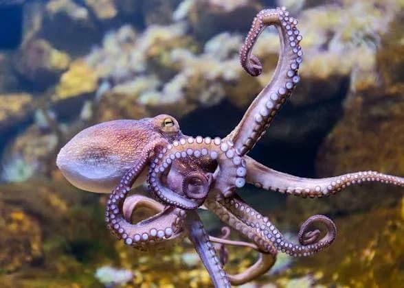 octopus: inyamaswa ifite imitima itatu n’amaboko asa n’afite ubwenge bwayo