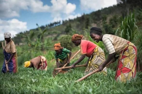 U Rwanda: Inguzanyo z’ubuhinzi ziyongereyeho 177%