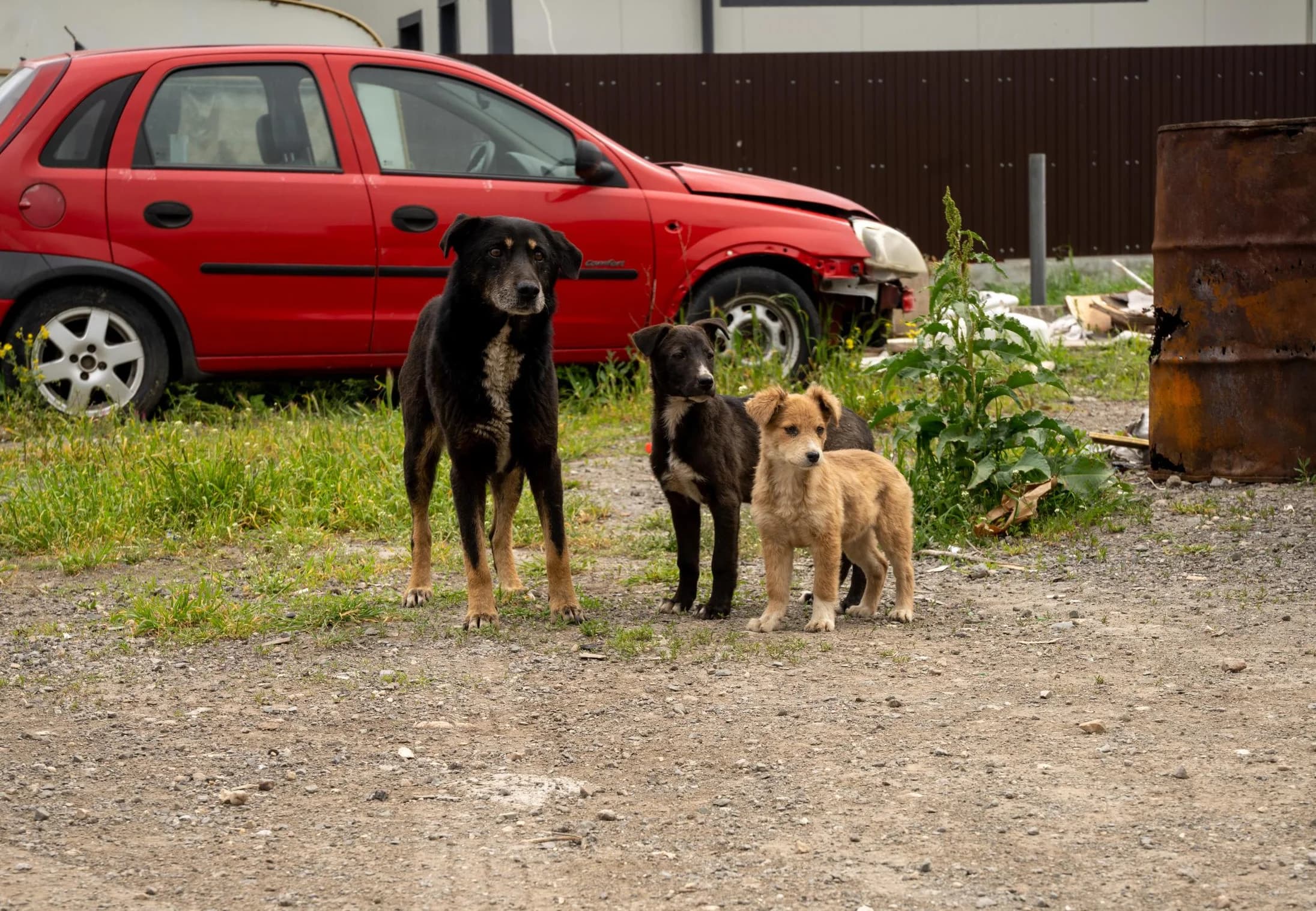 Stray Animals: Pets Without a Home - FOUR PAWS in Australia - Animal Welfare Organisation