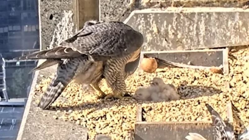 Collins St peregrine falcons: Chicks hatch at Melbourne CBD skyscraper