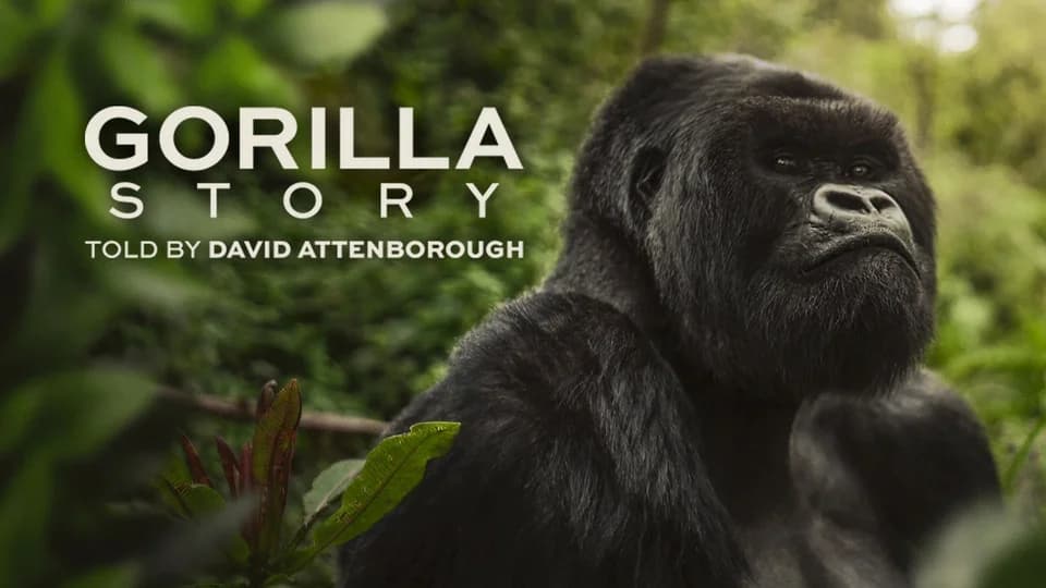 A Gorilla Story - Netflix
